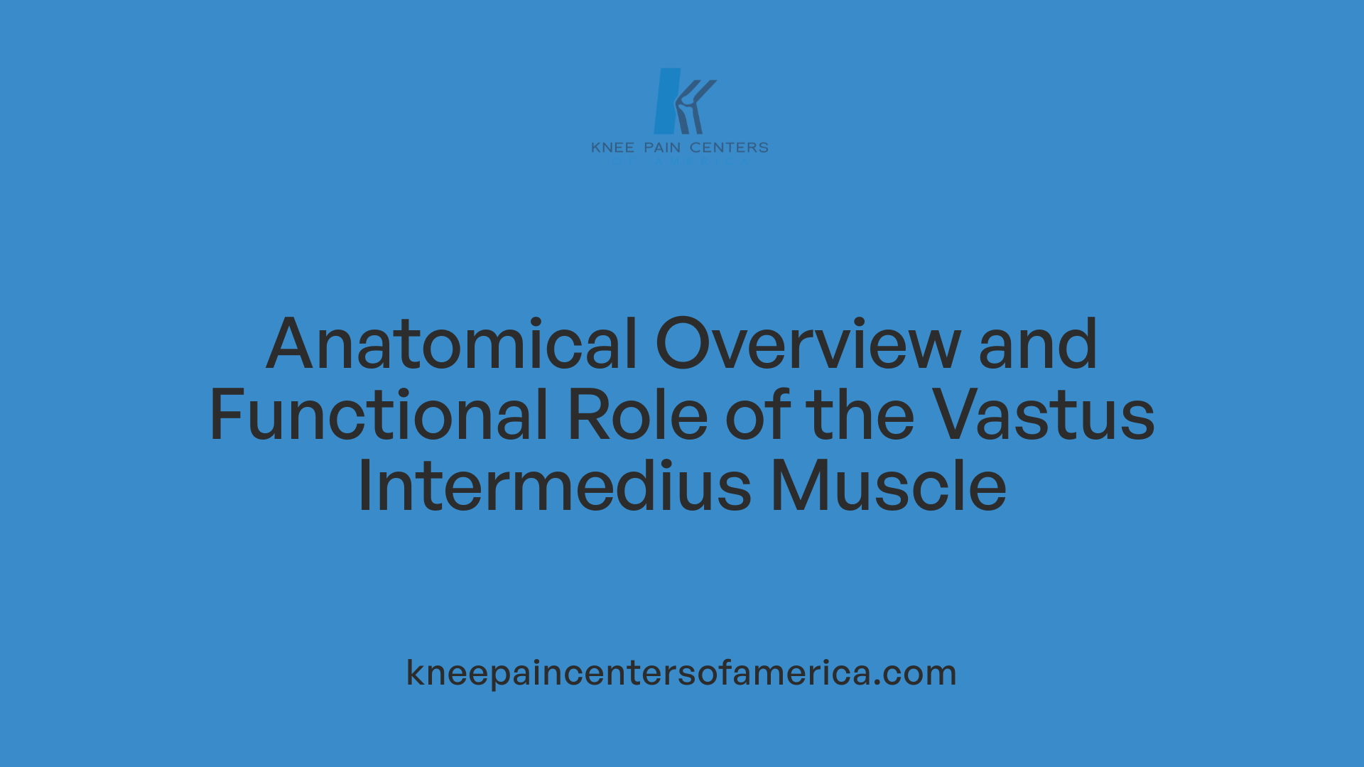 Anatomical Overview and Functional Role of the Vastus Intermedius Muscle
