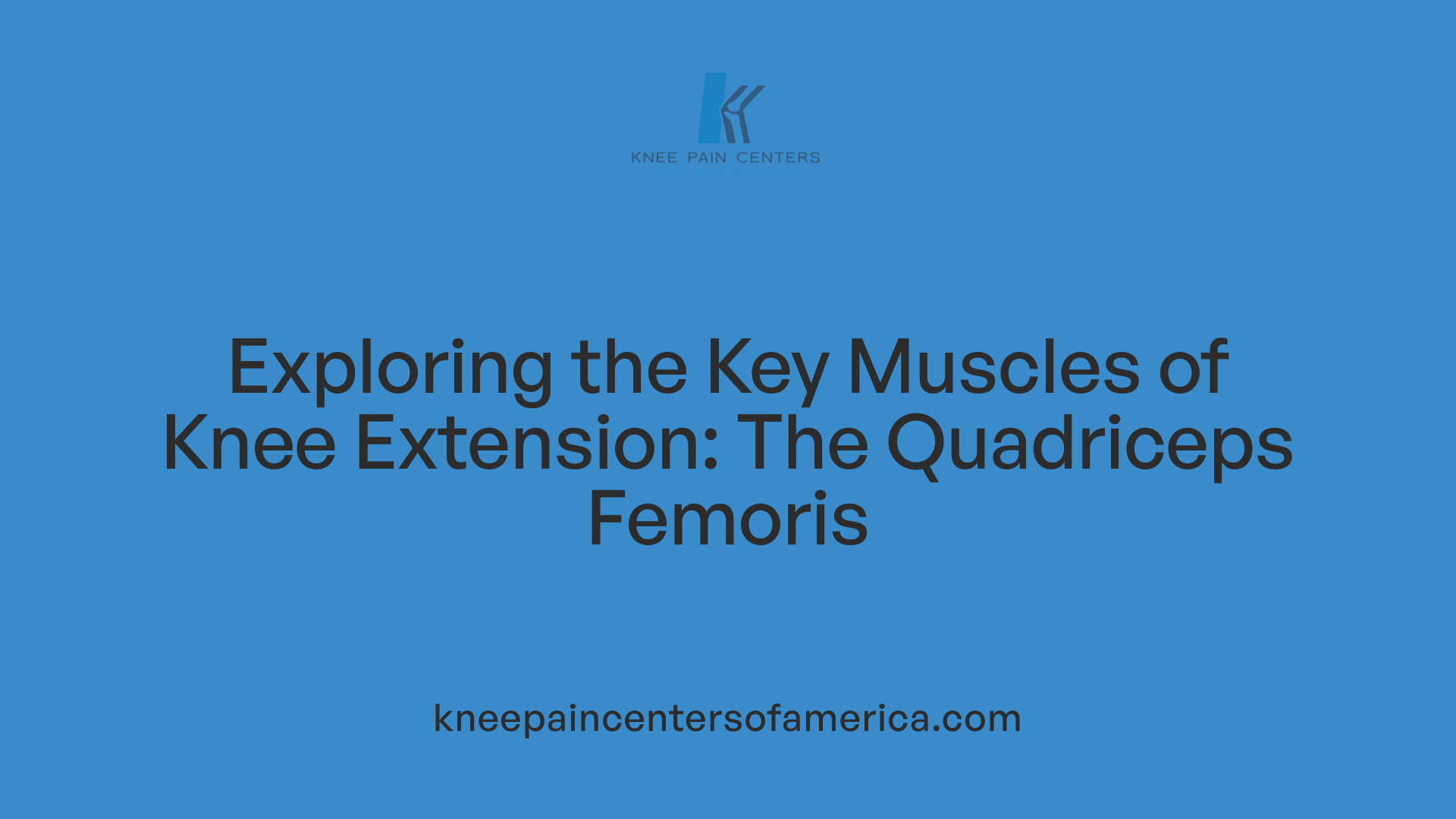 Exploring the Key Muscles of Knee Extension: The Quadriceps Femoris
